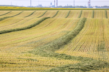 Многие хозяйства Брестской области заканчивают первый укос трав