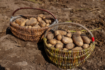 Знаете ли вы, что посадить рядом с картофелем, чтобы оптимизировать огородную площадь?