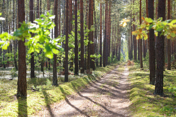 Леса двух районов Беларуси можно посещать без запретов и ограничений