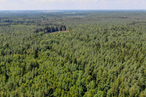 В 22 районах Беларуси введены запреты на посещение лесов, в остальных – ограничения