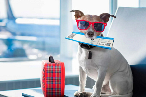 СМИ: в США заработала авиакомпания для комфортного путешествия собак