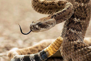 В США мужчина получил по почте живую гремучую змею