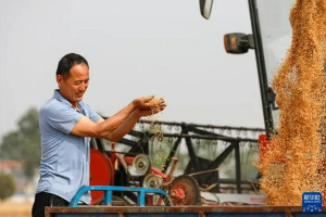 Фотофакт. В китайской провинции Хэнань приступили к сбору урожая пшеницы