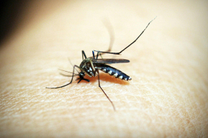 Знаете ли вы, как приготовить домашний спрей от комаров и клещей?