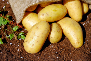 Знаете ли вы, чем, кроме земли, можно окучивать картофель и как сэкономить на удобрениях?