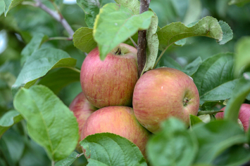 Знаете ли вы, чем обработать яблоню от парши?