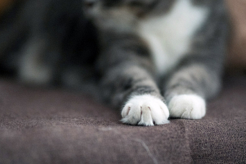 Почему кошка дерет дома мебель или обои
