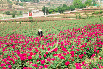 Фотофакт. В китайском городе Аньнин выращивают съедобные розы
