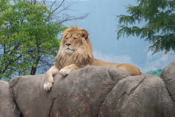 Владелец зоопарка в Рафахе сообщил, что три льва могут погибнуть из-за бомбардировок или голода