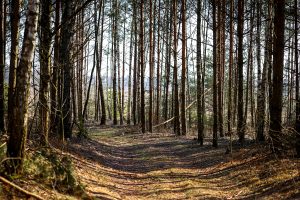 Минлесхоз: посещение лесов запрещено в 26 районах Беларуси 