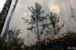 В Гомельской области ликвидировано 16 лесных возгораний