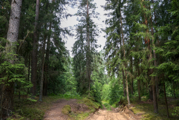 В 22 районах Беларуси введены запреты на посещение лесов, в 48 районах – ограничения