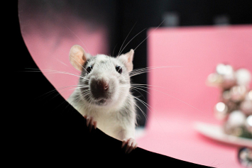 Ветеринар рассказал об ошибках в содержании домашних крыс