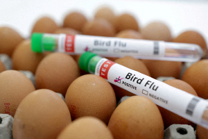 Птичий грипп обнаружили на третьей птицефабрике в Австралии