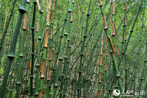 В Китае рассказали, как бамбук изменил жизнь сельских жителей уезда Дагуань