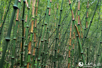 Бамбук изменил жизнь сельских жителей уезда Дагуань Китая