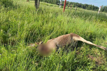 ГПК: литовское погранзаграждение убило еще одного лося