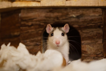 Ветеринар рассказал, почему домашние крысы могут чихать и как это исправить