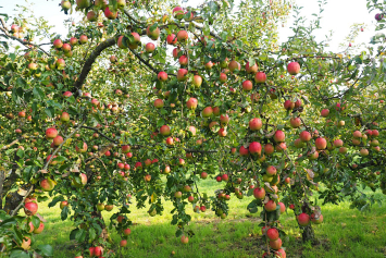 Знаете ли вы, почему погибает саженец яблони и как его спасти, используя триходерму и компостное кольцо?