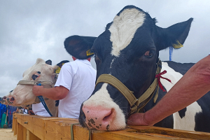 На «Белагро-2024» стартовал республиканский конкурс на лучшую племенную корову молочной породы