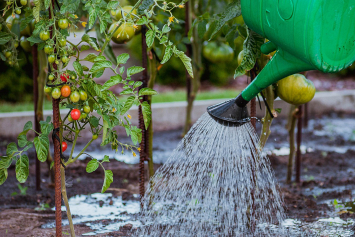 Какой температуры должна быть вода для полива растений на участке? Отвечает биолог 