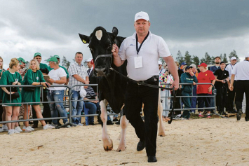 Посмотрели, как проходит конкурс красоты среди коров на «Белагро-2024»