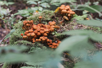 МНС в сезон сбора ягод и грибов напомнило об особенностях налогообложения при реализации лесных даров 