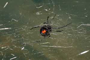 Создано безопасное для людей антитело, нейтрализующее яд паука — черной вдовы