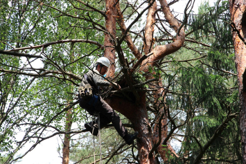 В нацпарке «Нарочанский» установили искусственное гнездовье для черных аистов