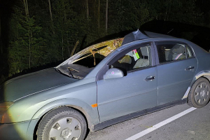 В Житковичском районе легковушка столкнулась с лосем — пассажирка и ее 6-летняя дочь в реанимации