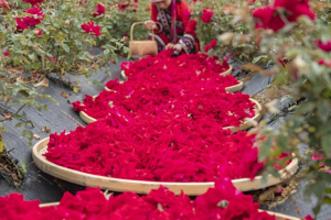 Фотофакт. В китайской провинции Юньнань начался сбор лепестков роз для производства сладостей