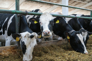 Брестская область лидирует по надою молока от одной коровы