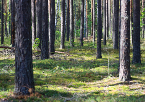 В 5 районах Беларуси сохраняются ограничения на посещение лесов