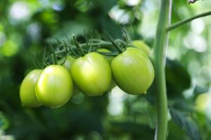 Биолог рассказал рецепт подкормки для огурцов и томатов, которая поможет избежать нехватки питательных веществ