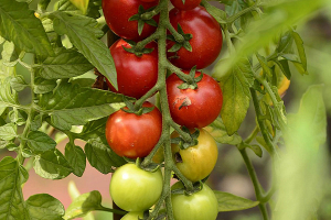 Хороший урожай томатов без формировки растений не получить