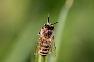 Биолог рассказал, как привлечь пчел на дачный участок