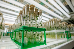 Могилевские ученые считают повышение доли отечественных семян командной работой селекционеров и аграриев