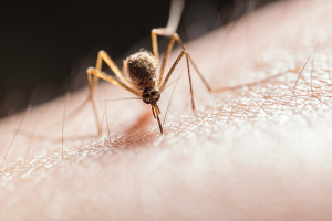 СМИ: в Кении генетически модифицированные комары будут бороться с малярией