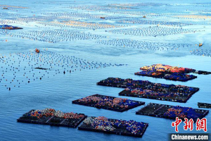 Фотофакт. В китайской провинции Фуцзянь начался сезон сбора морских ушек