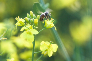Знаете ли вы, какие растения полезны пчелам для здоровья?