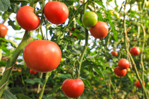Знаете ли вы, для чего и как нужно пасынковать томаты?