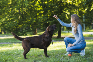 Специалист рассказала, какие методы поощрения наиболее эффективны при тренировке собак