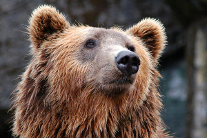 В Березинском биосферном заповеднике объявили о начале «медвежьего» сезона