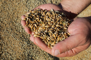 В Беларуси с учетом рапса собрали почти 1,5 миллиона тонн зерна