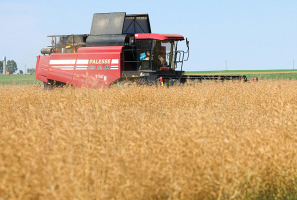 В Беларуси с учетом рапса намолочено более 1,7 миллиона тонн зерна