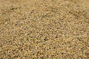 Минсельхозпрод: продовольственная безопасность Беларуси в части зерна будет полностью обеспечена