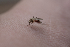 Чем опасны укусы комаров и как обезопасить себя, объяснила энтомолог 