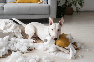 Специалисты перечислили игрушки для коррекции нежелательного поведения домашних животных в квартире