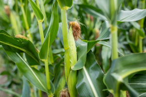 Белгидромет: развитие посевов кукурузы идет с опережением прошлогодних сроков