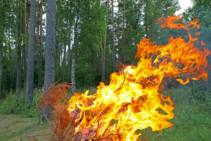 С начала 2024 года в Беларуси произошло 185 лесных пожаров